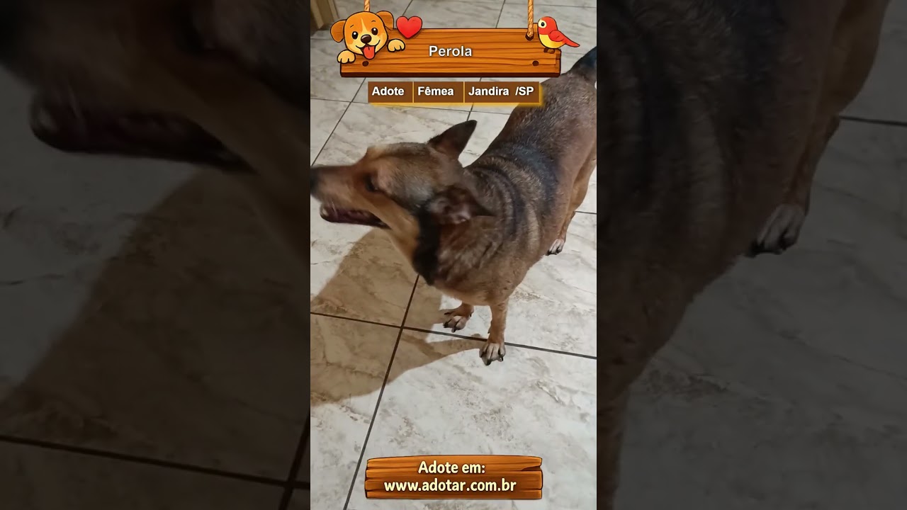 Cachorro raça SRD-ViraLata idade 6 ou mais anos nome Perola