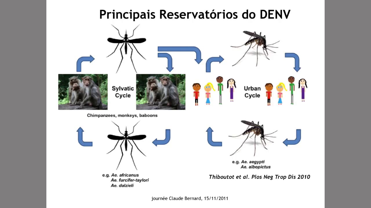 Vídeo 02: Vetores, agentes causais e reservatórios