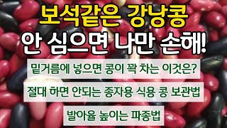 보석같은 강낭콩 안심으면 나만 손해! - 밑거름에 넣으면 콩이 꽉 차는 이것은? 이렇게 보관하면 안되는 종자…