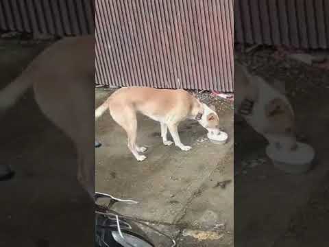 Feeding Stray Dogs Daily | My Dose of Love, Peace & Healing | Kindness to Stray Animals #viral