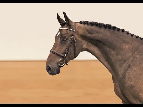 02 | Clondyke v. Canto - Coriander