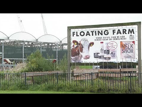  العرب اليوم - مزرعة أبقار عائمة فوق الماء بميناء روتردام في هولندا