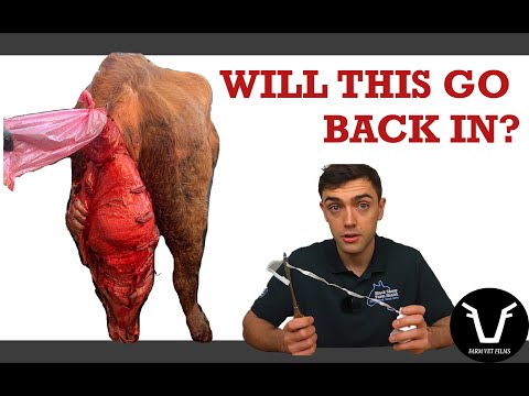 , title : 'VET TRIES TO FIX COW UTERINE PROLAPSE | VLOG 37: A bovine uterine prolapse'