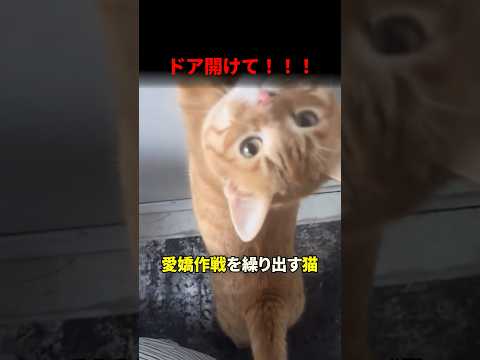 ドア開けて！！！