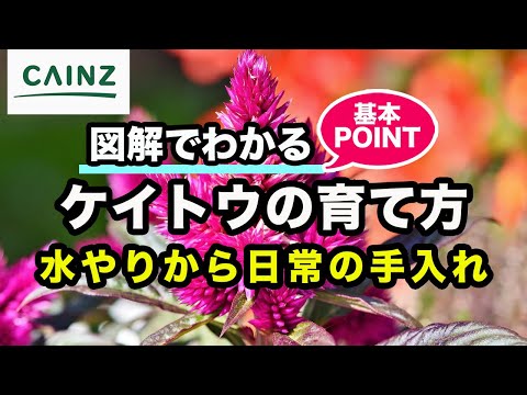 Plumose celosia、Celosia argentea var.プルモサ