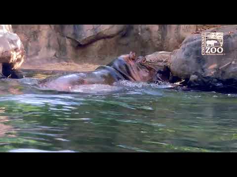 The Big Hippo Chase - Fiona, Fritz and Bibi - Cincinnati Zoo