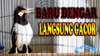 Download lagu JALAK SUREN  GACOR paling oke BIKIN CEPAT BUNYI  #jalaksurengacor mp3