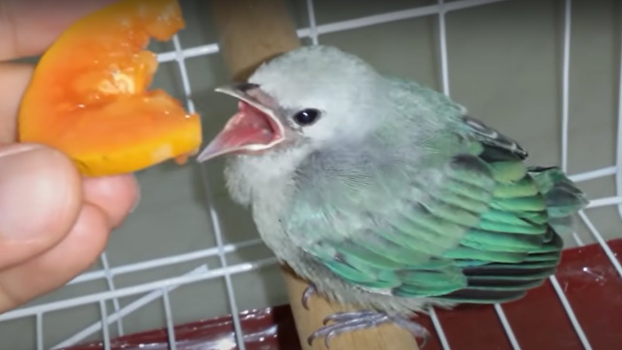 Caring for baby bird - Sayaca Tanager (enable subtitles)