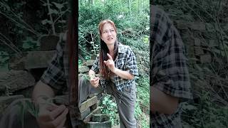 Download lagu Mau ketawa takut dosa video lucu bikin ngakak hiburan warga 62 viral video funny videos birds shorts mp3