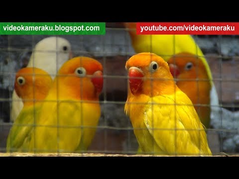 Lovebird Sounds 1 Hour Aviary Series V2 - High Quality Audio Live Recording