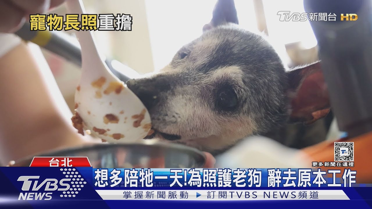 跟毛小孩一起變老！寵物長照問題日漸增多　高額醫藥費成問題