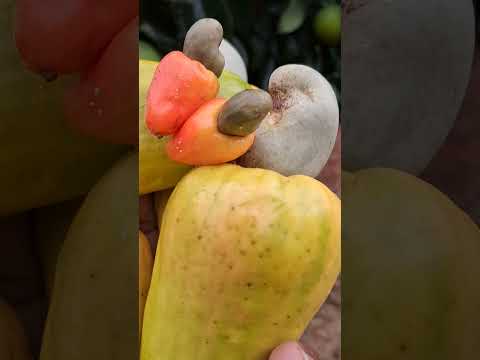 Caju #chácara #tocantins #guarai #palmas #PalmasTocantins #vidanaroça #plantas