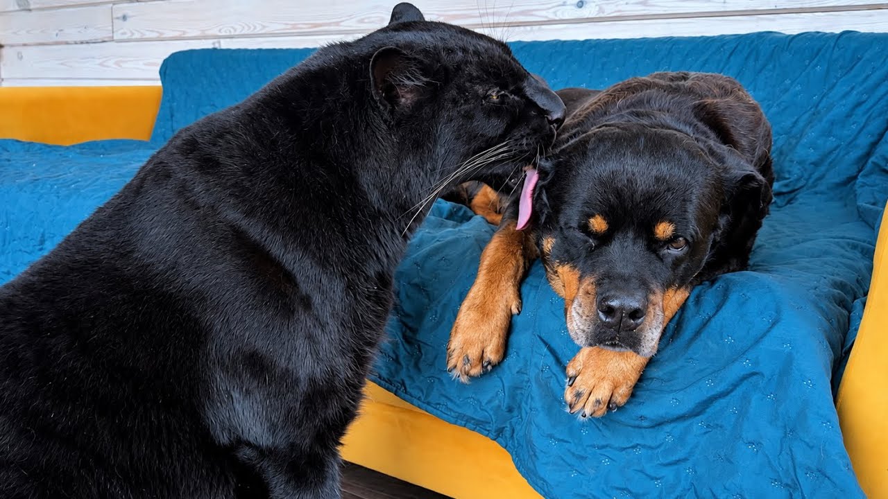 Venechka is a little sick, Luna the panther is treating her friend ♥️ (ENG SUB)
