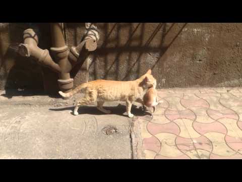mama cat carrying baby kittens
