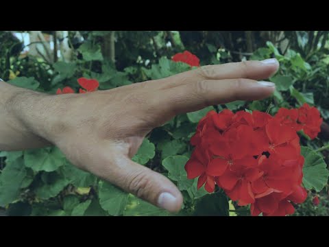 Solitario Soldado - Reina de mi Corazón❤️‍🔥