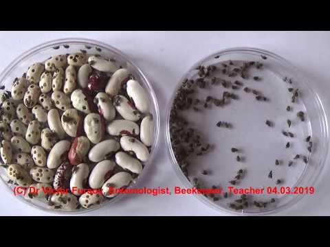 download lagu mp3 mp4 Bugs In Dried Beans, download lagu Bugs In Dried Beans gratis, unduh video klip Bugs In Dried Beans