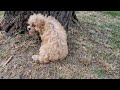 Cavapoo welpen kaufen