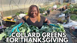 Harvest and Prep Collard Greens for Thanksgiving