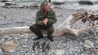 Ловля горбыля на черном море с берега