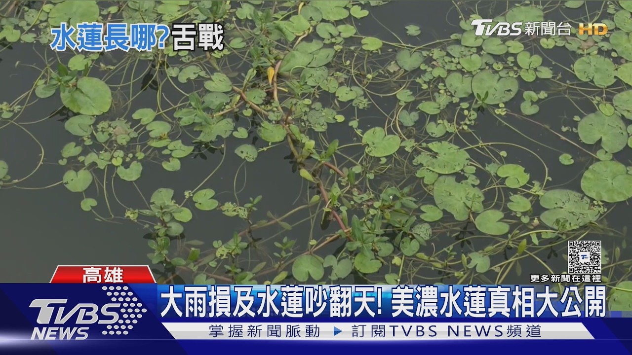 影音/柯志恩憂大雨水蓮災損!網友諷本來就長水裡 農民曝真相