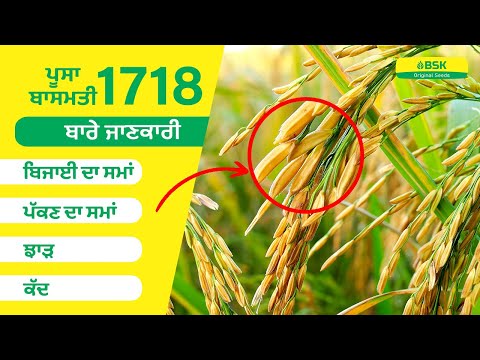 Pusa Basmati 1718 details | Rice seeds | Basmati rice variety | top paddy |high yield rice variety