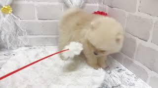 ポメラニアンの動画01