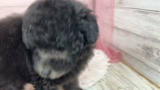 トイプードルの動画01