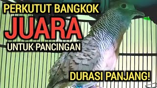 Download lagu DURASI PANJANG! PERKUTUT BANGKOK GACOR JUARA UNTUK PANCINGAN 100% NYAUT mp3