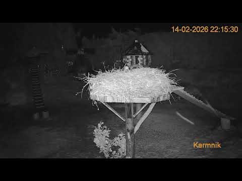 Gniazdo Bocianie pod Sokółką - 14.02.2026.