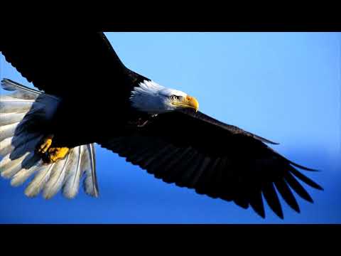 Águia Real - Arquétipo de poder, sons poderosos, autoconfiança, etc.