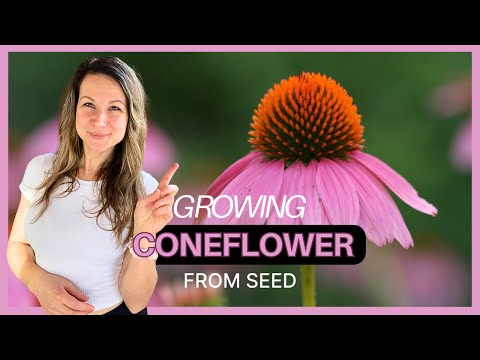 Growing Purple Coneflower From Seed: Cold Stratification vs. Direct Sowing 🌱