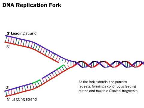 DNA Replication: The Process Simplified