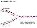 DNA Replication The Process Simplified