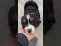 Mini Bernedoodle dogs for sale: Rose - Video 1
