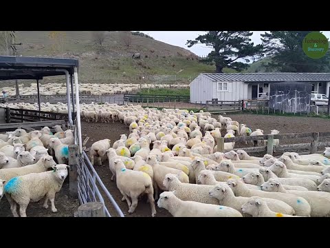 Amazing Sheep Farm In New Zealand / The Biggest and Most Successful Ram Breeding Farm in New Zealand