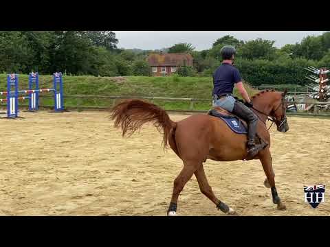 Cicero Z x Phin Phin Gelding Born 2016