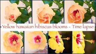 Yellow hawaiian hibiscus blooms time lapse with 4k video quality #timelapse #4k  #bloom #hibiscus