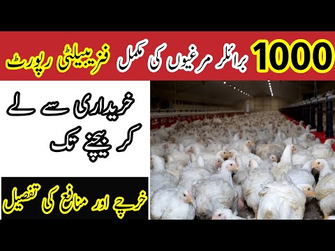 1000 Broiler Farming Feasibility Report || Broiler Farming in pakistan