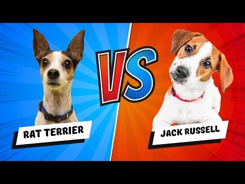 Jack Russell vs Rat Terrier - Which Is Better? Dog vs Dog