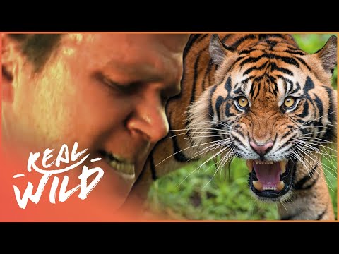 Real Life Near Death Animal Attacks | Human Prey Part 1 | Real Wild