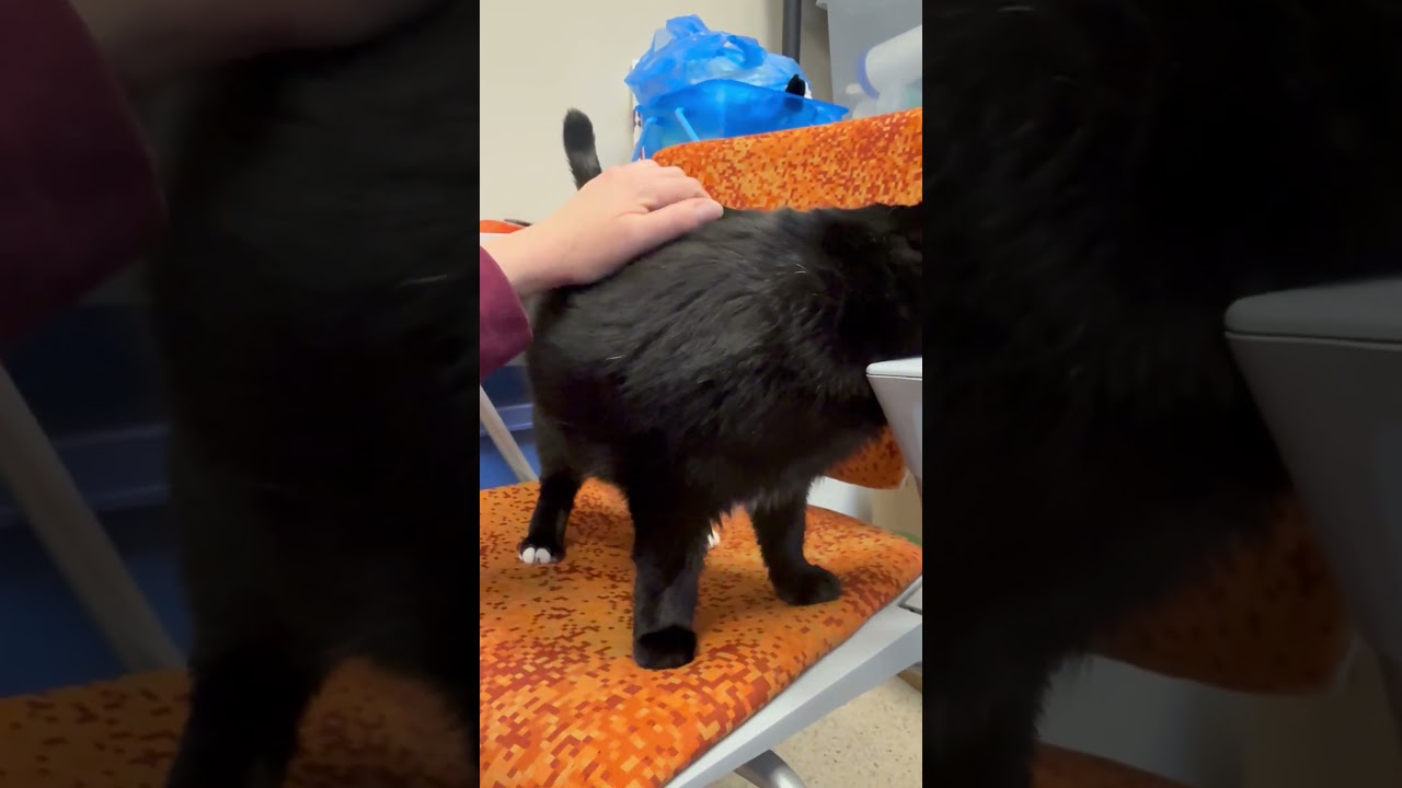 Toes - Super Sweet Senior Girl!, a ADOPTABLE Domestic Short Hair in Oshkosh, WI video 5/5