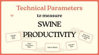 The Numbers That Determine Pig Farm Profitability