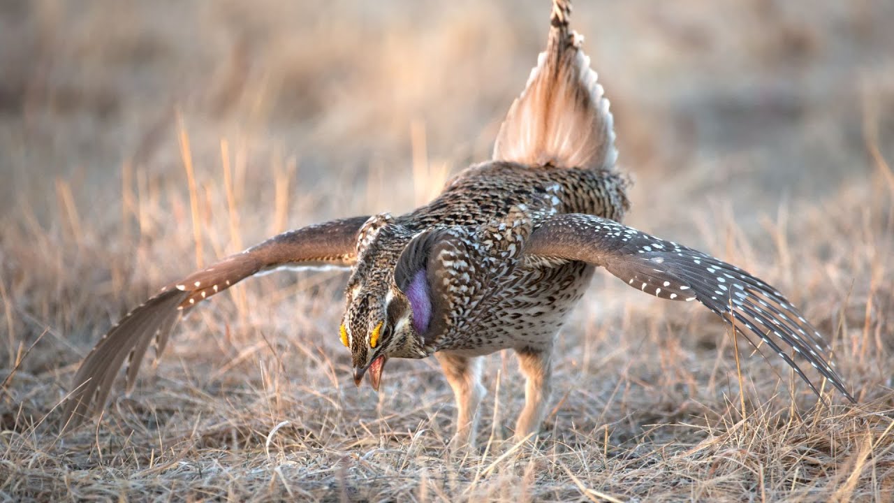Matador Ranch: Sharp-Tailed Grouse and More on Montana's Prairie