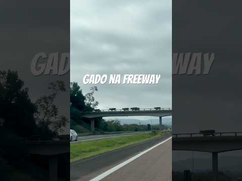 Gado passando sobre a Freeway #osorio #riograndedosul #viagens #brasil #brazil #rodoviasdobrasil
