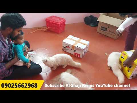 Al-Shaji's New Persian Cats lot Unboxing