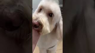 Fresh look, fresh attitude! ✨🐶 Grooming day magic never disappoints! #CanineStyles #DogGrooming