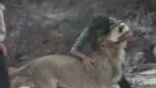 Download lagu Sahabat Lion.mpeg mp3
