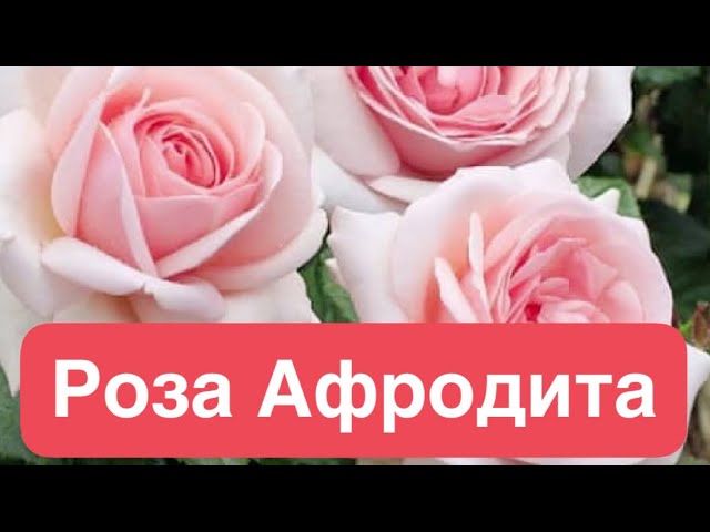 Роза Афродита 1 купить с доставкой почтой по РФ, СДЭК курьер, ПВЗ, почта, цены и