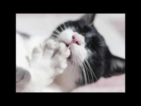 Claw and Nail Disorders in Cats | Cat Care Tips