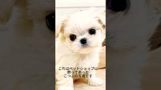小さな家族が増えた日常 #チワマル #子犬 #犬のいる暮らし